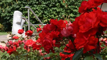Rosen im Klingerpark Bild TVB Seeboden