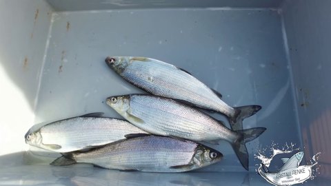 Einblicke und Nachschau zum Angelns um die Kristall-Renke vom Millstätter See