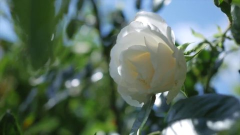 Zwei Minuten im Rosengarten - Seeboden